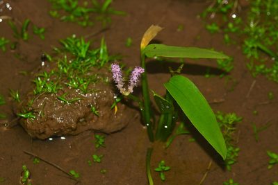Aponogeton satarensis, photographed by S.MORE