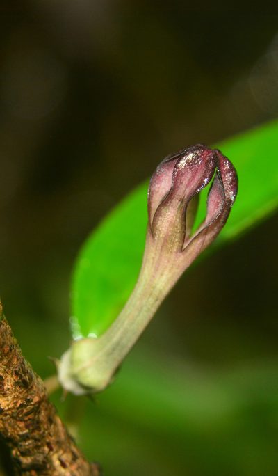 Ceropegia media, photographed by S.MORE
