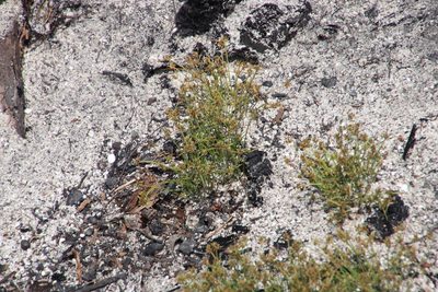 Isolepis marginata, photographed by Tony Rebelo