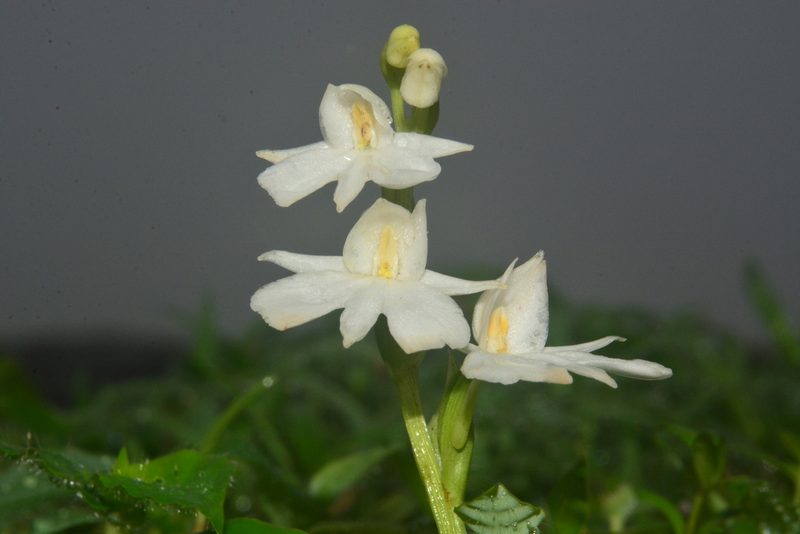 Habenaria suaveolens, photographed by S.MORE