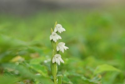 Habenaria heyneana, photographed by S.MORE