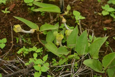 Ceropegia hirsuta, photographed by S.MORE
