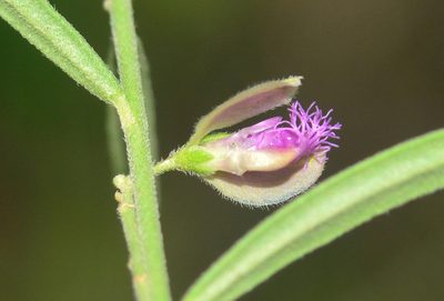 Polygala erioptera, photographed by S.MORE