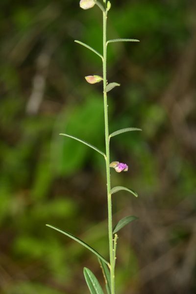 Polygala erioptera, photographed by S.MORE