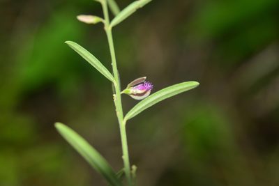 Polygala erioptera, photographed by S.MORE