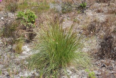 Tenaxia stricta, photographed by Tony Rebelo