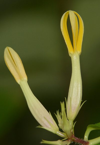 Ceropegia odorata, photographed by S.MORE