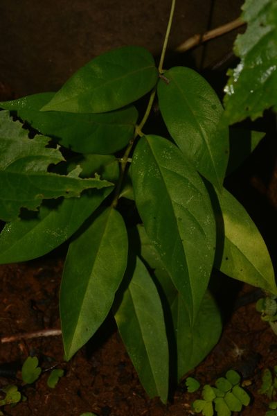 Ceropegia odorata, photographed by S.MORE