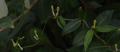Ceropegia odorata, photographed by S.MORE