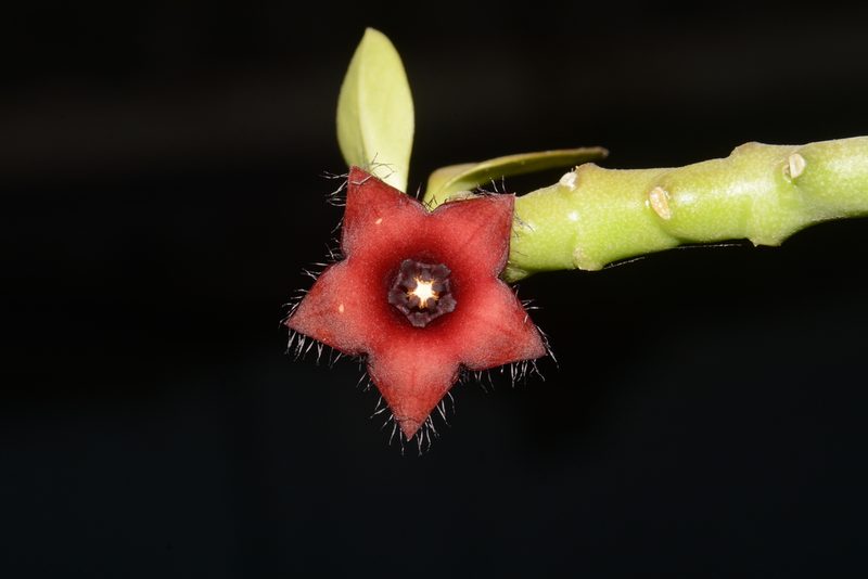 Boucerosia frerei, photographed by S.MORE