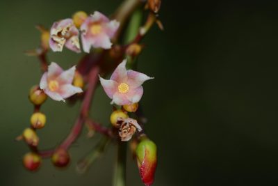 Hopea ponga, photographed by S.MORE