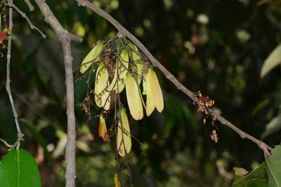 Hopea ponga, photographed by S.MORE