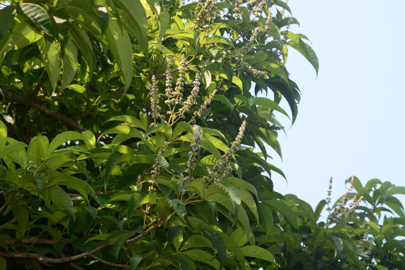 Vitex altissima, photographed by S.MORE