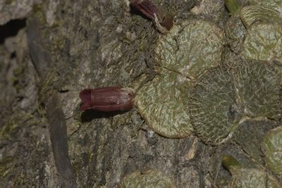 Porpax reticulata, photographed by S.MORE