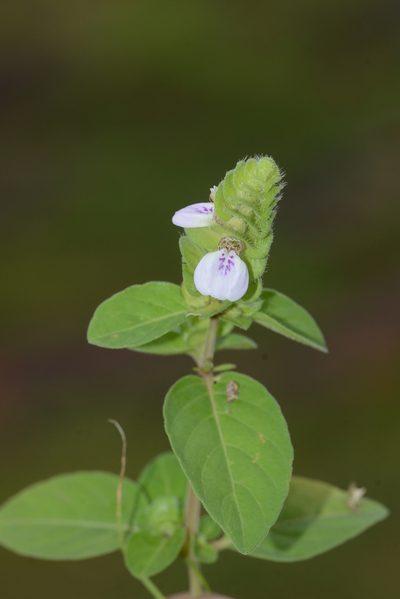 Justicia glauca, photographed by S.MORE
