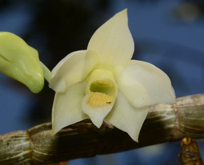 Dendrobium aqueum, photographed by S.MORE