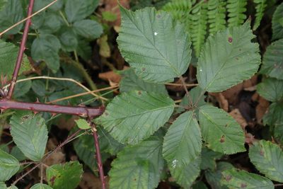 Rubus lindleyanus, photographed by Stephen James McWilliam