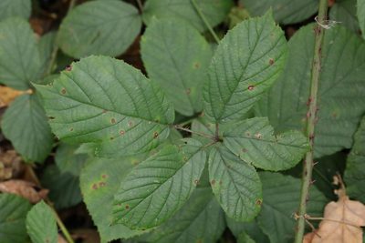 Rubus newbouldii, photographed by Stephen James McWilliam