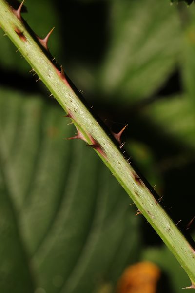 Rubus newbouldii, photographed by Stephen James McWilliam