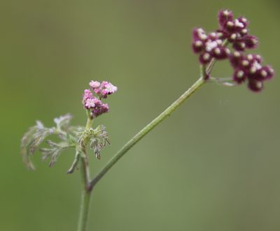 Torilis africana, photographed by Tony Rebelo
