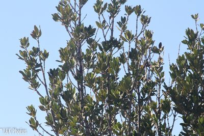 Hyaenanche globosa, photographed by lallen