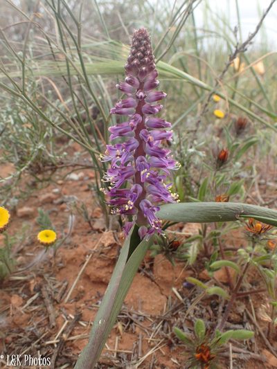 Lachenalia splendida, photographed by lallen