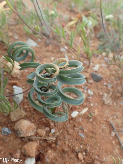 Dipcadi crispum, photographed by lallen