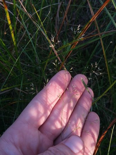 Agrostis perennans, photographed by Will McFarland