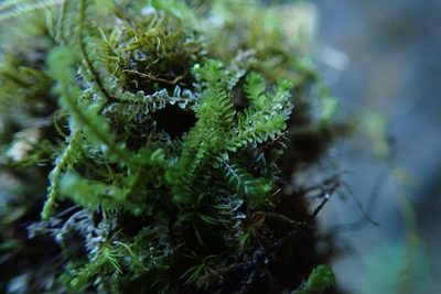 Trilophozia quinquedentata, photographed by Randal