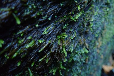 Scleropodium obtusifolium, photographed by Randal