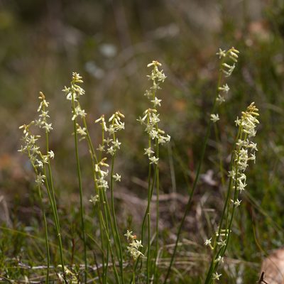 Stackhousia aspericocca, photographed by Kym Nicolson