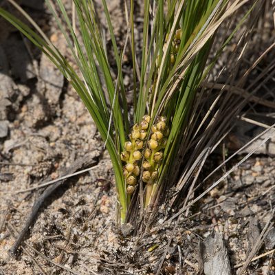 Lomandra fibrata, photographed by Kym Nicolson