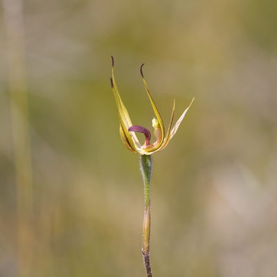 Caladenia leptochila, photographed by Kym Nicolson