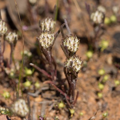 Blennospora drummondii, photographed by Kym Nicolson