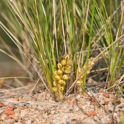 Lomandra fibrata, photographed by Kym Nicolson
