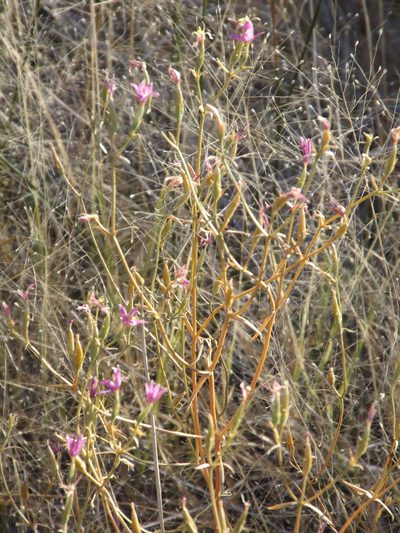Zeltnera namatophila, photographed by Amy