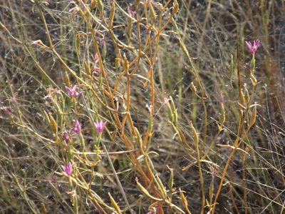Zeltnera namatophila, photographed by Amy