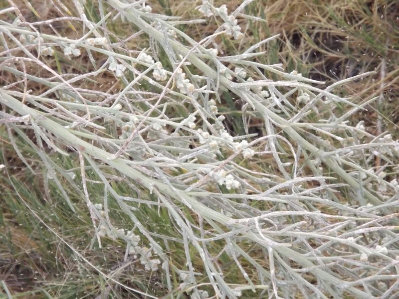 Euphrosyne acerosa, photographed by Amy