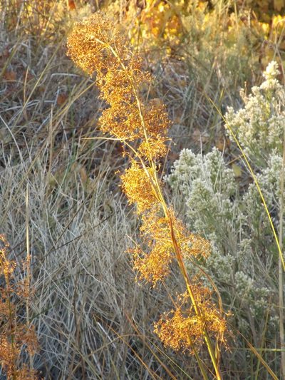 Cladium mariscus, photographed by Amy