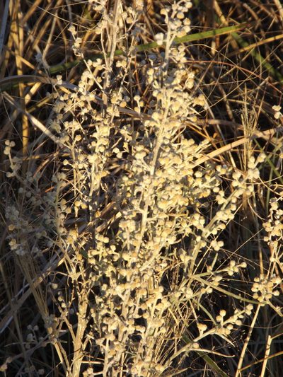 Euphrosyne acerosa, photographed by Amy