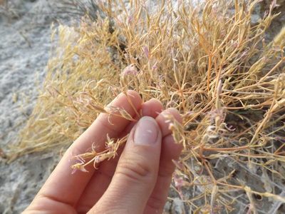 Zeltnera namatophila