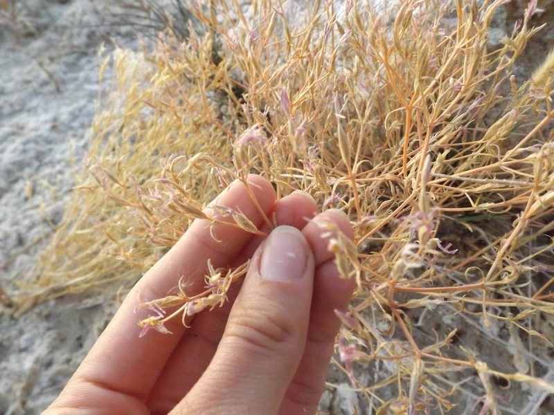 Zeltnera namatophila, photographed by Amy