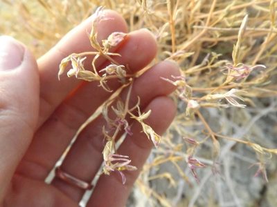 Zeltnera namatophila, photographed by Amy
