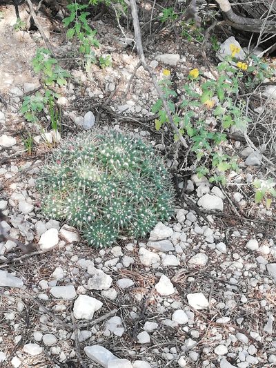Mammillaria compressa, photographed by Sandino Guerrero