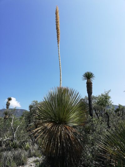 Dasylirion miquihuanense, photographed by Sandino Guerrero