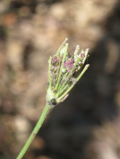 Seseli seseloides, photographed by Repina Tatyana