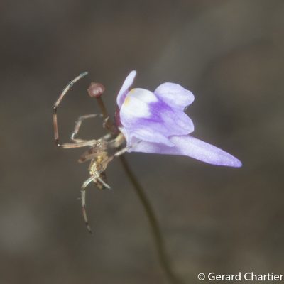 Utricularia geoffrayi, photographed by Gerard Chartier