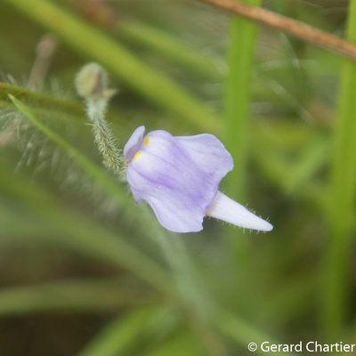 Utricularia hirta, photographed by Gerard Chartier