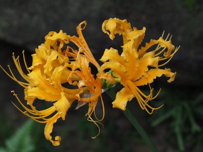 Lycoris aurea, photographed by 葉子