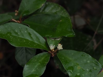 Croton cascarilloides, photographed by 葉子